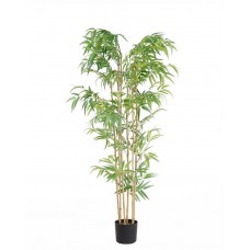 BAMBOO NP5801_150_22_UV Ύψος 150cm