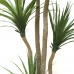 DRACAENA NP_28_155 Ύψος 155cm