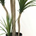 DRACAENA NP_28_155 Ύψος 155cm