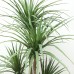 DRACAENA NP_28_155 Ύψος 155cm