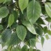 FICUS TREE NP0078_120 Ύψος 120cm