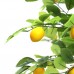 LEMON TREE NP_30_170 Ύψος 170cm