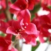 BOUGAINVILLEA NP_70_120 Ύψος 120cm