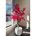 BOUGAINVILLEA NP_70_120 Ύψος 120cm