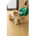 LVT Βινυλικό Δάπεδο Quick-Step Bloom Brushed Oak Honey AVMPU40318