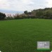Carpet Grass Beverly Hills 40 mm