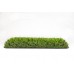 Carpet Grass Manhattan 50mm