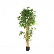 BAMBOO NP0076_210 Height 210cm